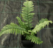 Dryopteris tokyoensis- Tokyo Wood Fern